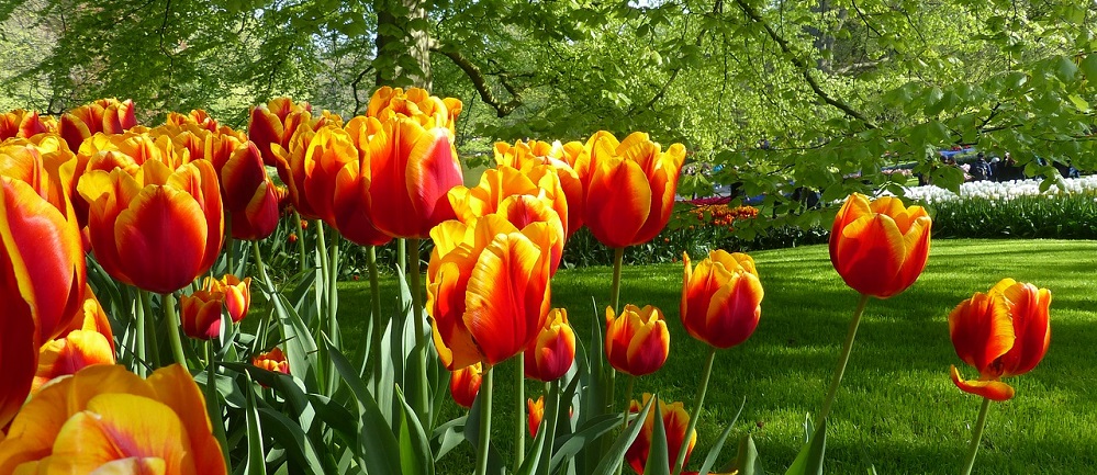 tulips kuekenhof