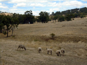 Flinders Ranges