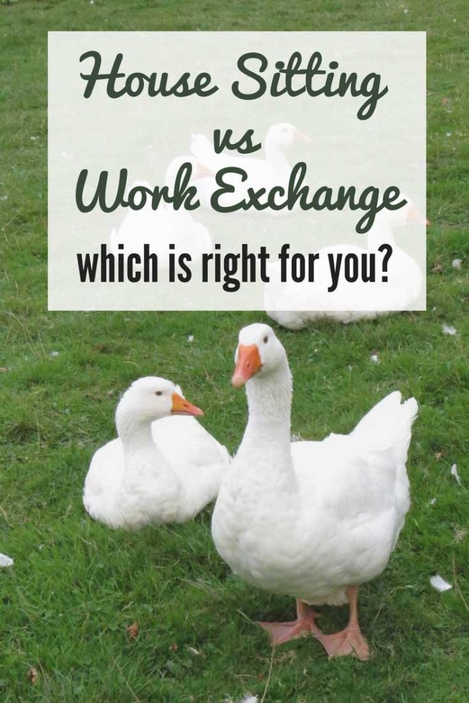 House sitting vs work exchange