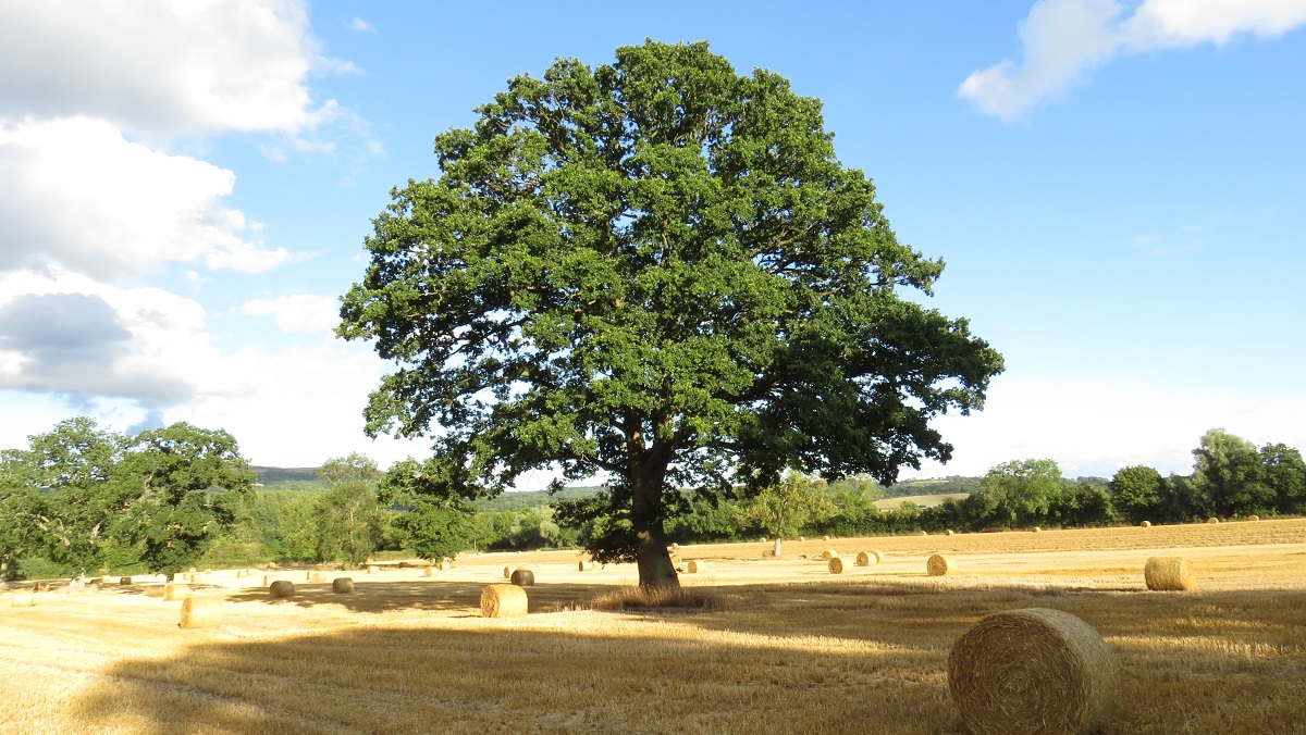 Walking through the English Countryside